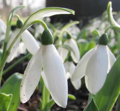 Galanthus 'Marjorie Brown'